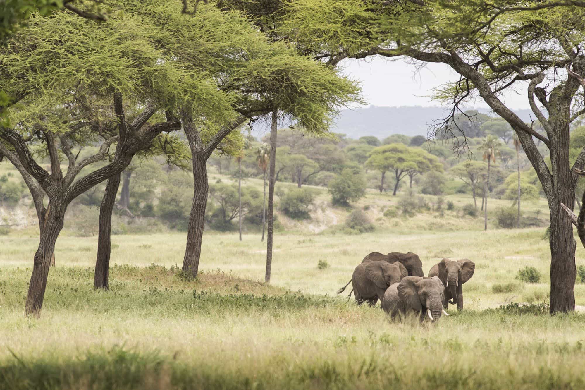 12 Days Southern Tanzania And Zanzibar Safari